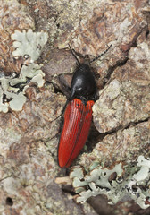 Ampedus sanguineus on wood