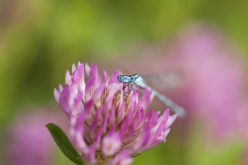 Azure damselfly sitting on clover flower