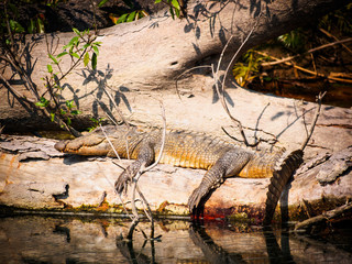 Mugger crocodile