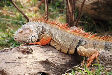 Iguana
