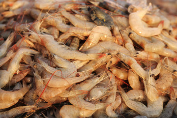 Fresh shrimp