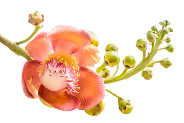 Obraz na płótnie Canvas Kwiat Cannonball