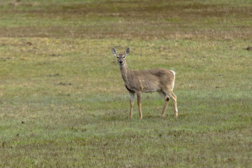 Deer in grassy field.