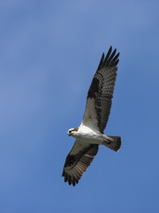 Osprey in the sky.