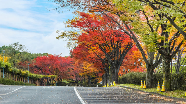 Autumn leaves in a parking lot