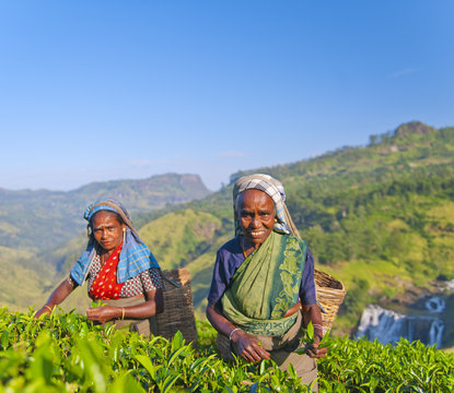 Two Tea Pickers Smiling As They Pick Leaves