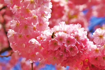 Blütenmeer der japanischen Kirschblüte