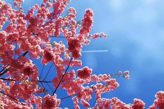 Blütenmeer der japanischen Kirschblüte