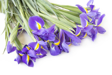 Naklejka premium Iris flowers
