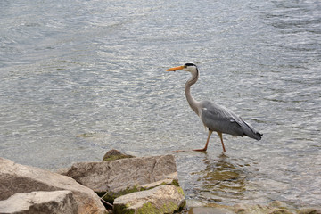 Graureiher an der Alten Donau Wien