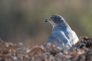 Goshawk