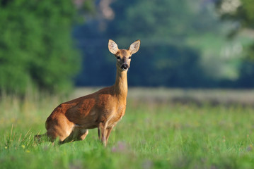 Roe deer squat