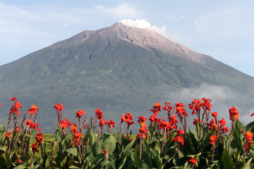 Flowers and volcano © Valery Shanin