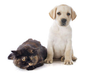 exotic shorthair cat and puppy