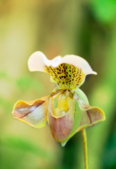 Blossoming Paphiopedilum orchid shined with a bright sun
