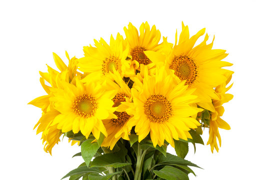 Bouquet of blossoming sunflowers on a white background