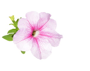 Beautiful flower, petunia flowers isolated on white