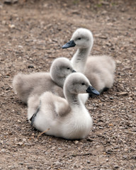 Cygnets