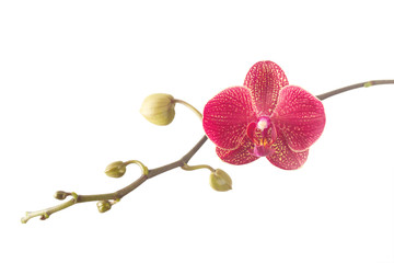 Pink orchid flower on branch isolated on white