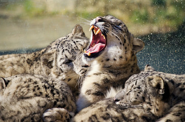 Fototapeta premium Lying family of Snow Leopard Irbis (Panthera uncia)