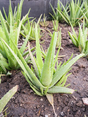 Aloe-vera