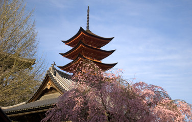 Cherry blossom, Miyajima, Japan
