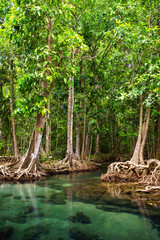 Tha Pom, the mangrove forest in Krabi, Thailand