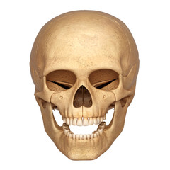 3d human skull