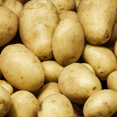 White Potato background. Food background. Group of potatoes on d
