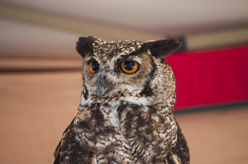 Owl