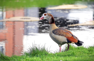 Waterfowl at foliage in Rotterdam, Netherlands