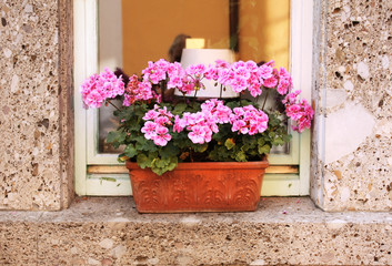 Fototapeta na wymiar Flowerpot with geranium