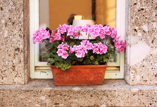 Flowerpot with geranium