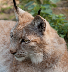 der Luchs