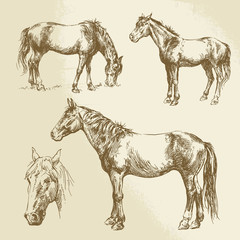 hand drawn horses