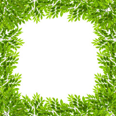 Green leaves isolated on white background