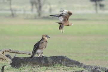 Bataleur ( Terathopius ecaudatus). Juvenile  in Kalahari desert