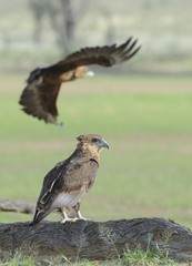 Bataleur ( Terathopius ecaudatus). Juvenile  in Kalahari desert