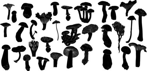 large set of isolated mushrooms sketches