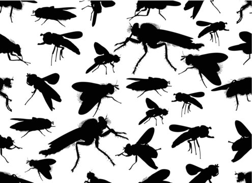 seamless background from black fly silhouettes