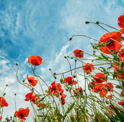 Obraz premium Blossom poppies flowers on blue sky background