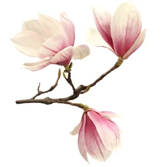 Plexiglas foto achterwand magnolia © magdal3na