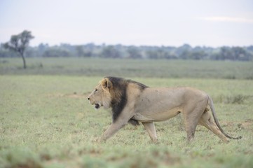 Obraz na płótnie Canvas Lion (Panthera leo). Alpha male patrolling territory in Kalahar