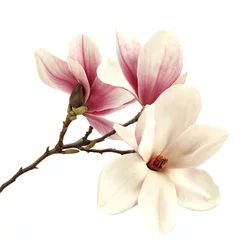 Tuinposter magnolia © magdal3na