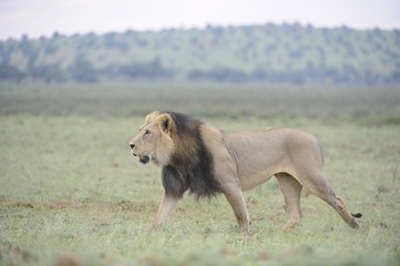  Lion (Panthera leo). Alpha male patrolling territory in Kalahar