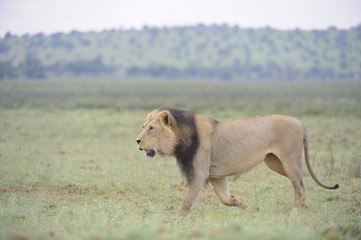  Lion (Panthera leo). Alpha male patrolling territory in Kalahar
