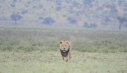  Lion (Panthera leo). Alpha male patrolling territory in Kalahar