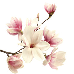 magnolia - obrazy, fototapety, plakaty