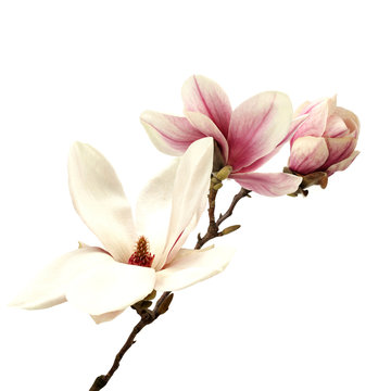 Fototapeta magnolia
