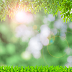 Obraz premium Fresh spring green background with green leaves